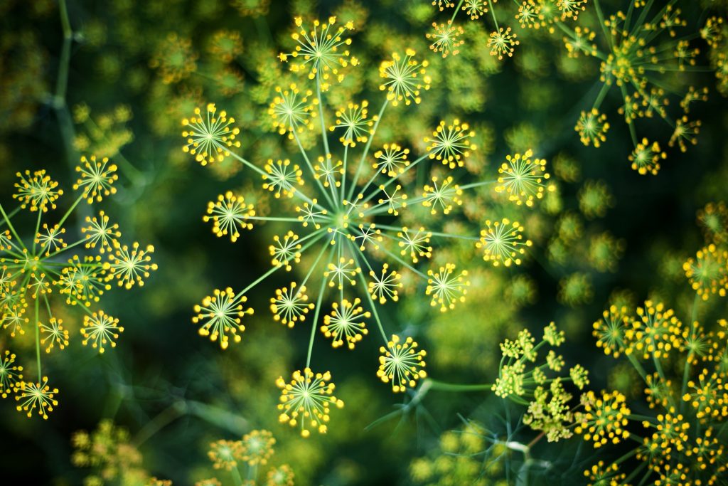 Dill Dolde Sprache des Lebens